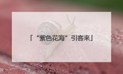 “紫色花海”引客来
