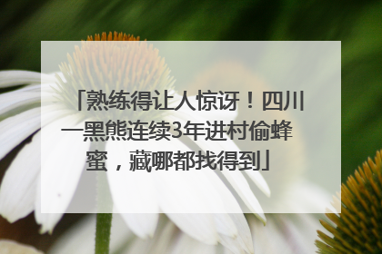 熟练得让人惊讶！四川一黑熊连续3年进村偷蜂蜜，藏哪都找得到