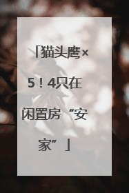 猫头鹰×5！4只在闲置房“安家”