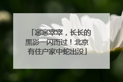 窸窸窣窣,长长的黑影一闪而过!北京有住户家中蛇出没