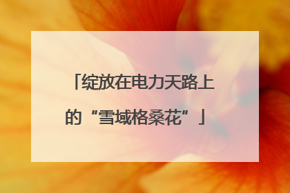 绽放在电力天路上的“雪域格桑花”