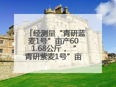 经测量“青研蓝麦1号”亩产601.68公斤，“青研紫麦1号”亩产671公斤