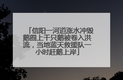 信阳一河道涨水冲毁鹅圈上千只鹅被卷入洪流，当地蓝天救援队一小时赶鹅上岸