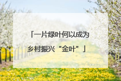 一片绿叶何以成为乡村振兴“金叶”