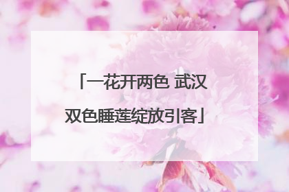 一花开两色 武汉双色睡莲绽放引客