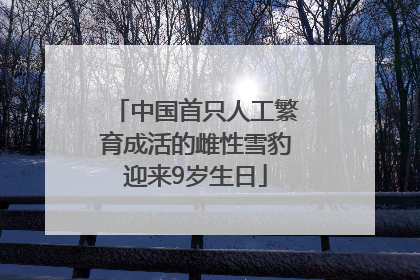 中国首只人工繁育成活的雌性雪豹迎来9岁生日