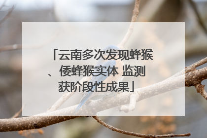 云南多次发现蜂猴、倭蜂猴实体 监测获阶段性成果