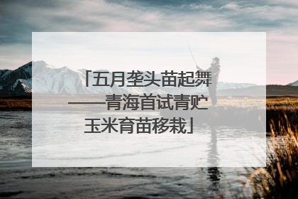 五月垄头苗起舞——青海首试青贮玉米育苗移栽