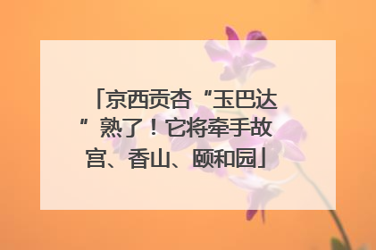 京西贡杏“玉巴达”熟了！它将牵手故宫、香山、颐和园