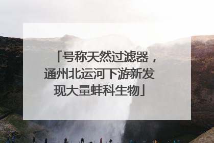 号称天然过滤器，通州北运河下游新发现大量蚌科生物