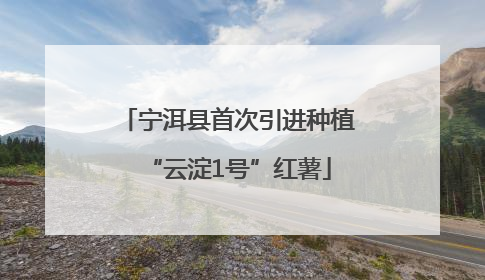 宁洱县首次引进种植“云淀1号”红薯