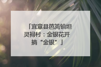 宜章县笆篱镇坦灵祠村：金银花开摘“金银”