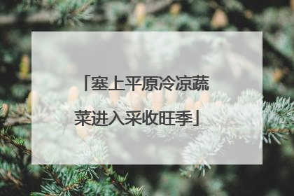 塞上平原冷凉蔬菜进入采收旺季