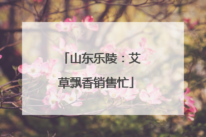 山东乐陵：艾草飘香销售忙