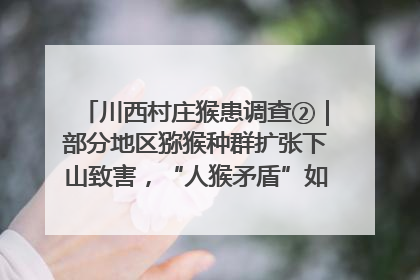 川西村庄猴患调查②｜部分地区猕猴种群扩张下山致害，“人猴矛盾”如何寻找最优解？