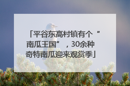 平谷东高村镇有个“南瓜王国”，30余种奇特南瓜迎来观赏季
