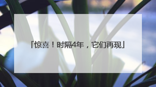 惊喜!时隔4年,它们再现