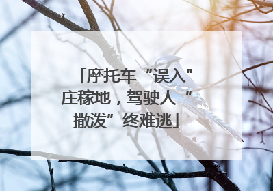 摩托车“误入”庄稼地，驾驶人“撒泼”终难逃