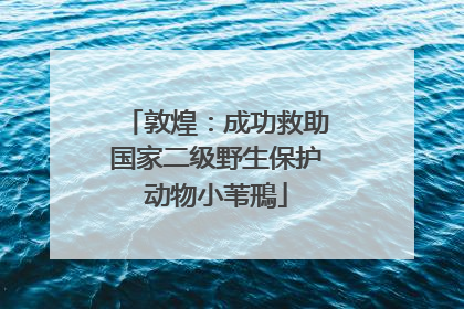 敦煌：成功救助国家二级野生保护动物小苇鳽