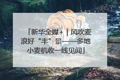 新华全媒+｜风吹麦浪好“丰”景——多地小麦机收一线见闻