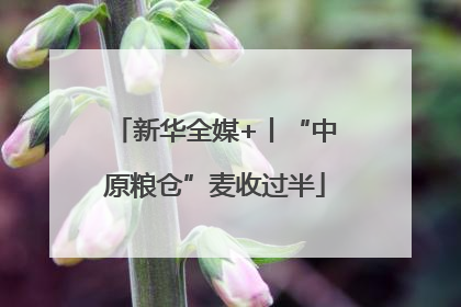 新华全媒+丨“中原粮仓”麦收过半