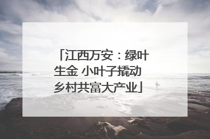 江西万安：绿叶生金 小叶子撬动乡村共富大产业