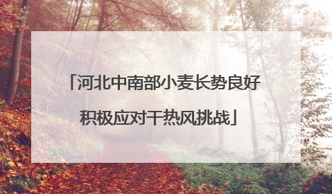 河北中南部小麦长势良好 积极应对干热风挑战