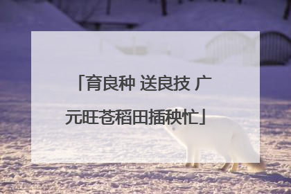 育良种 送良技 广元旺苍稻田插秧忙