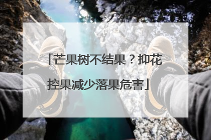 芒果树不结果？抑花控果减少落果危害
