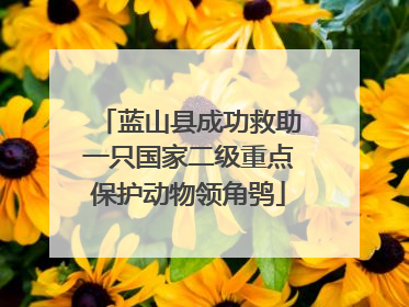 蓝山县成功救助一只国家二级重点保护动物领角鸮