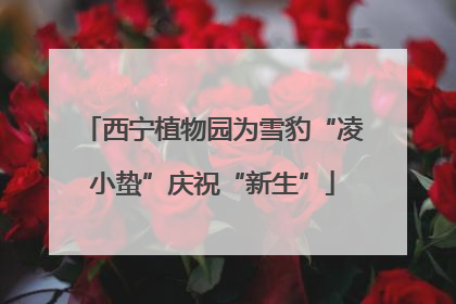西宁植物园为雪豹“凌小蛰”庆祝“新生”