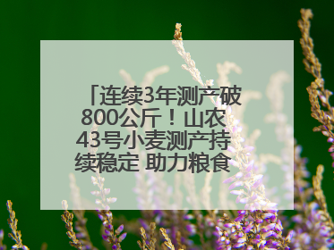 连续3年测产破800公斤！山农43号小麦测产持续稳定 助力粮食增产丰收