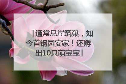 通常悬崖筑巢，如今首钢园安家！还孵出10只萌宝宝