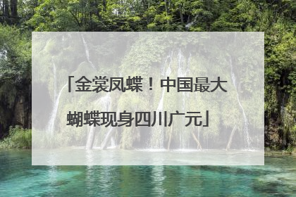 金裳凤蝶！中国最大蝴蝶现身四川广元