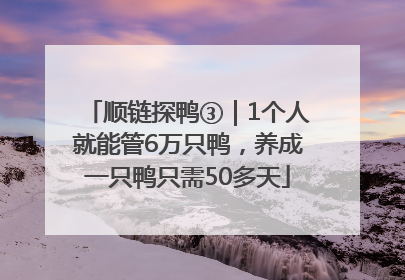 顺链探鸭③｜1个人就能管6万只鸭，养成一只鸭只需50多天