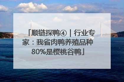 顺链探鸭④｜行业专家：我省肉鸭养殖品种80%是樱桃谷鸭