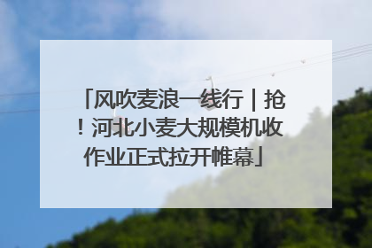 风吹麦浪一线行｜抢！河北小麦大规模机收作业正式拉开帷幕