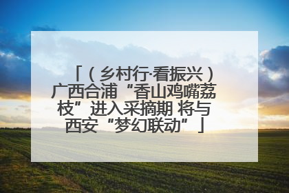 （乡村行·看振兴）广西合浦“香山鸡嘴荔枝”进入采摘期 将与西安“梦幻联动”